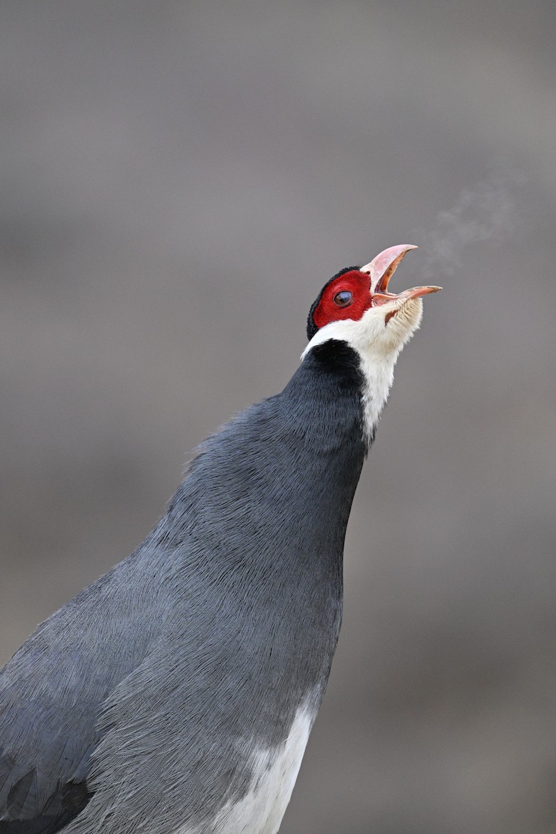 Tibetan Eared-Pheasant - ML634913856