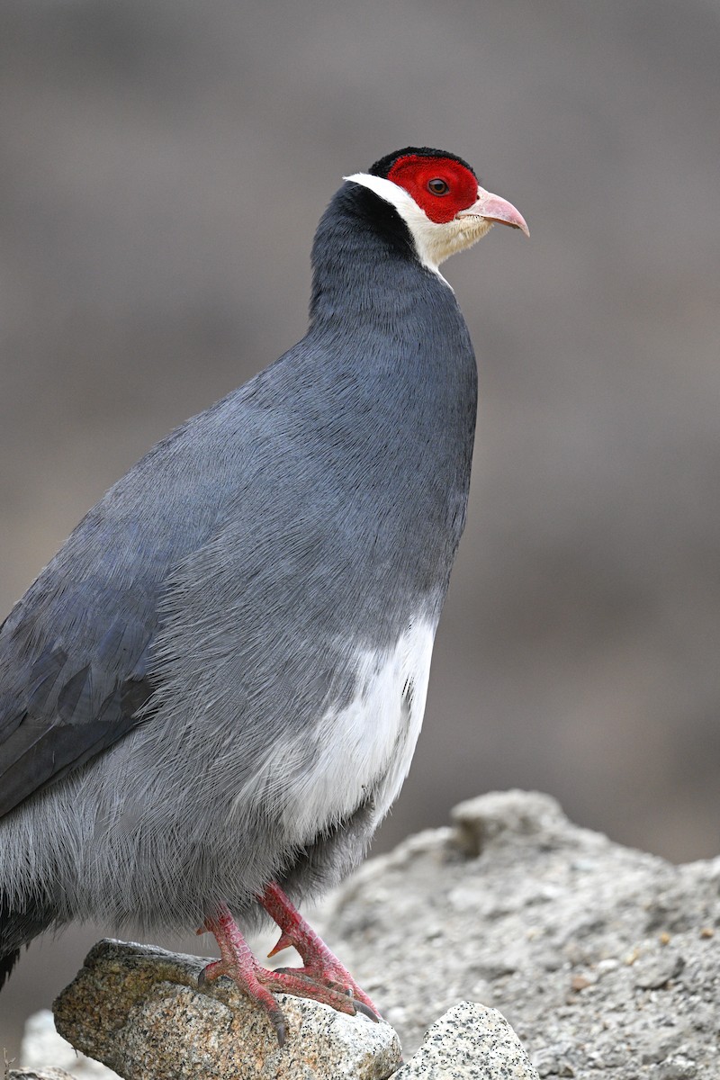 Tibetan Eared-Pheasant - ML634913857