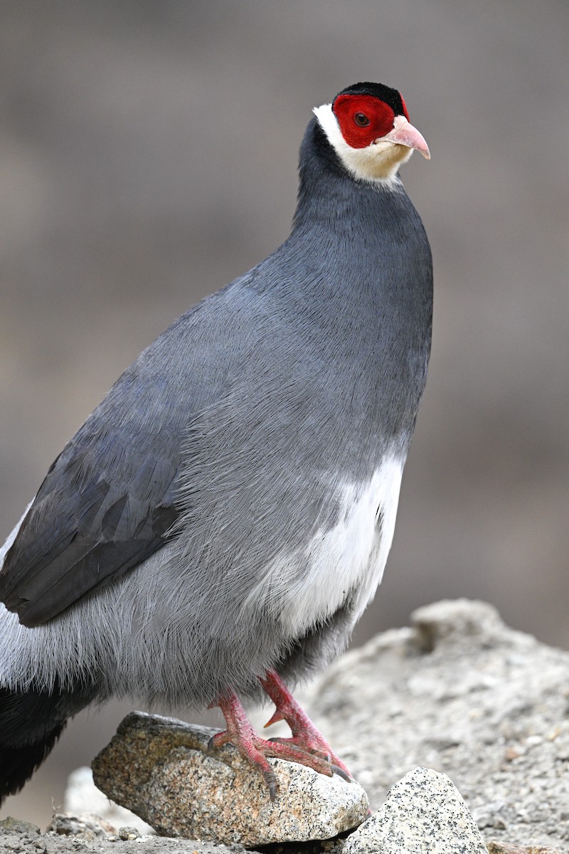 Tibetan Eared-Pheasant - ML634913858