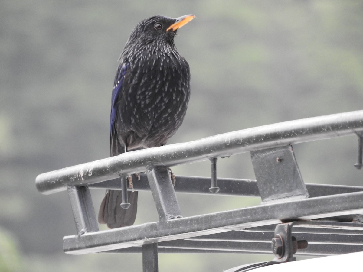 Blue Whistling-Thrush - ML634913862