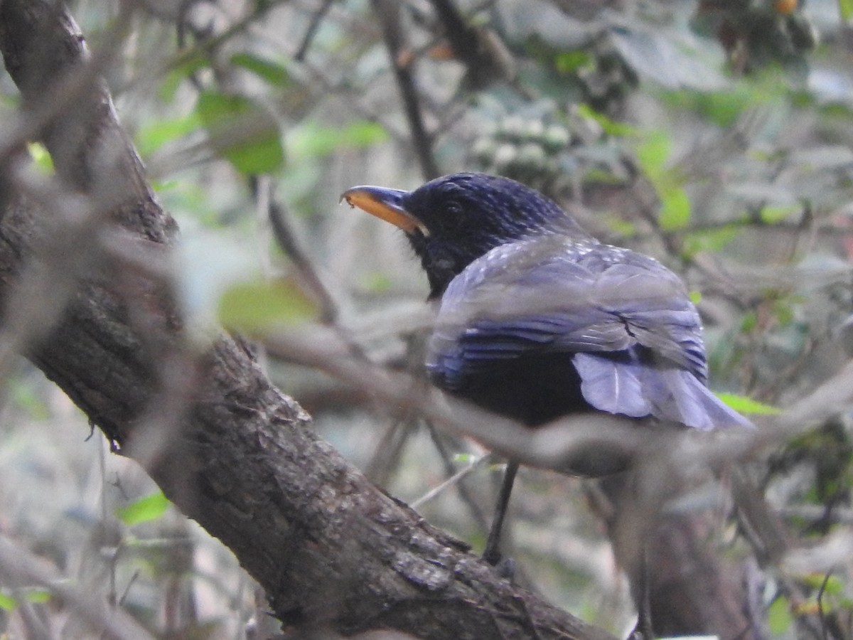 Blue Whistling-Thrush - ML634913863
