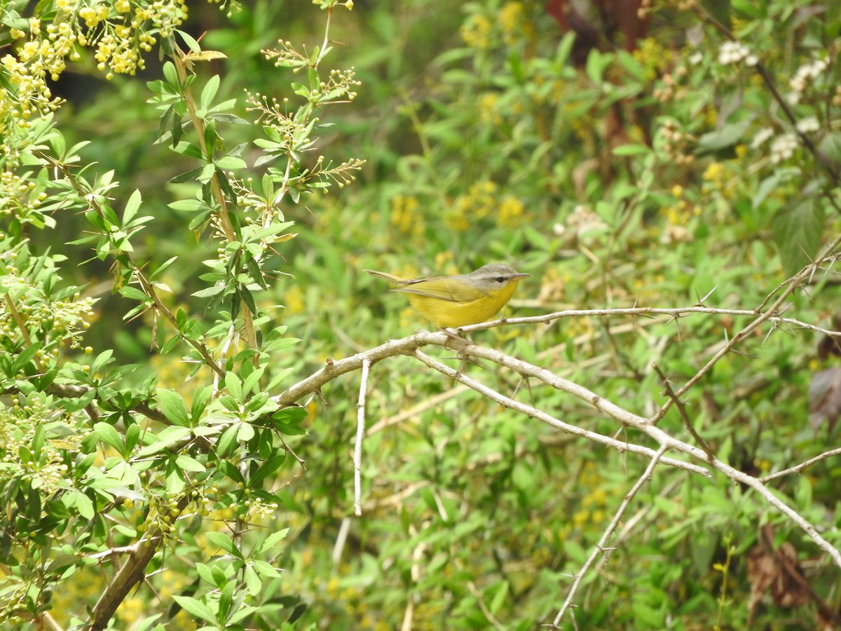 Gray-hooded Warbler - ML634913866