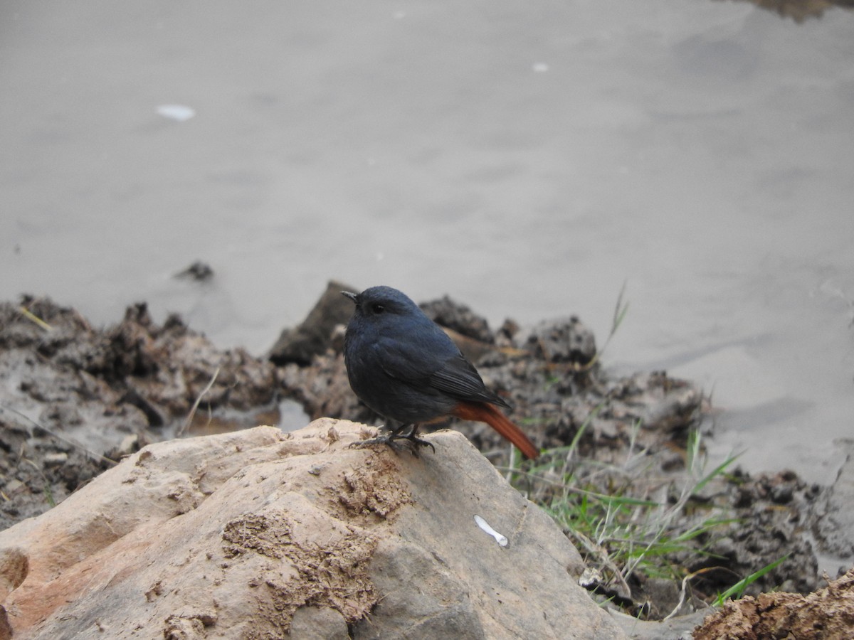 Plumbeous Redstart - ML634913889