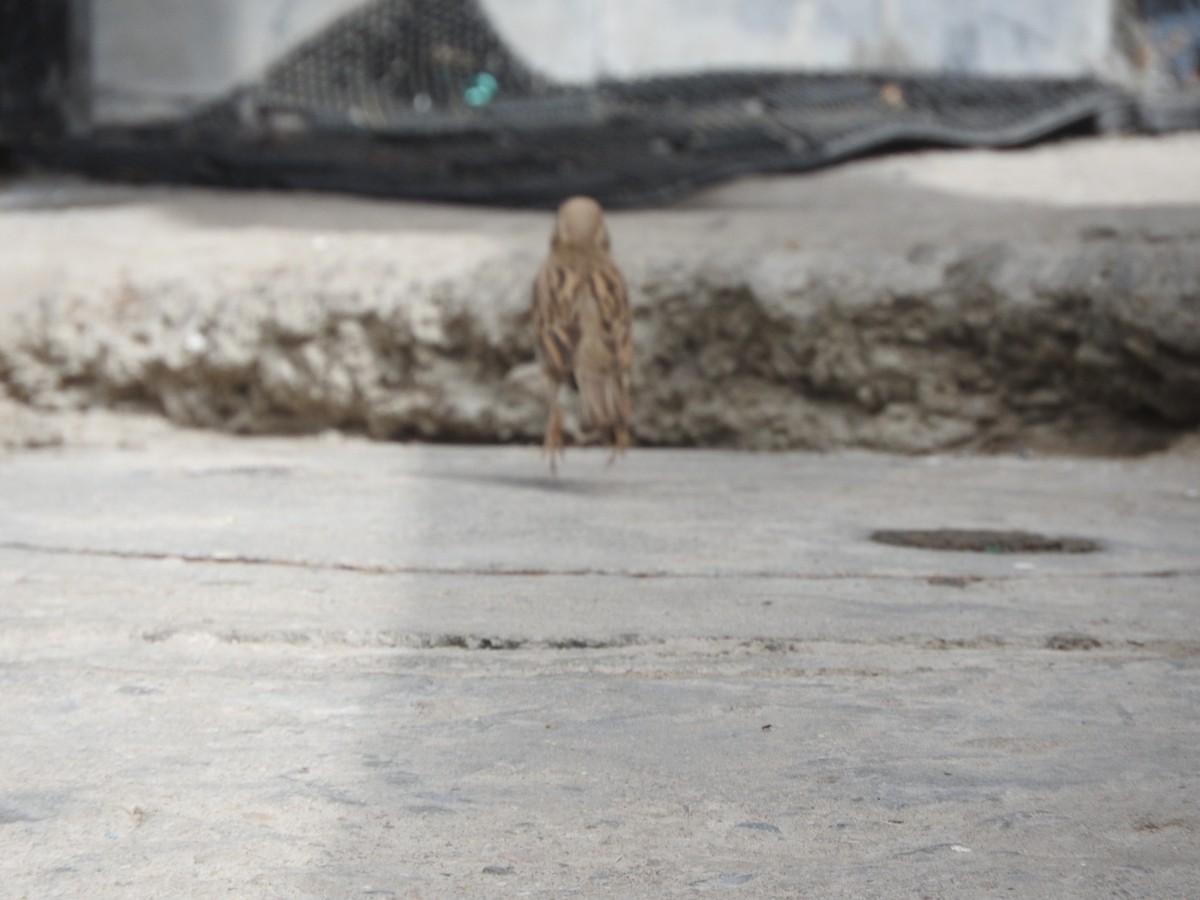 House Sparrow - ML634913896