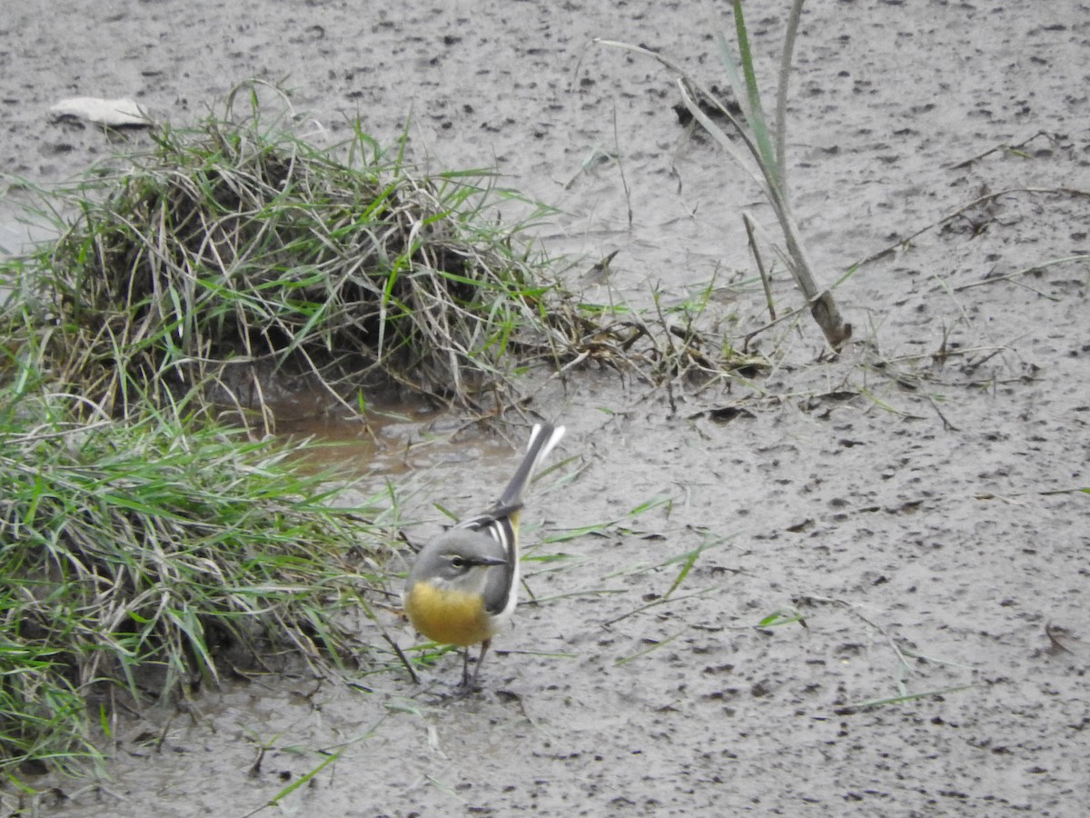 Gray Wagtail - ML634913908
