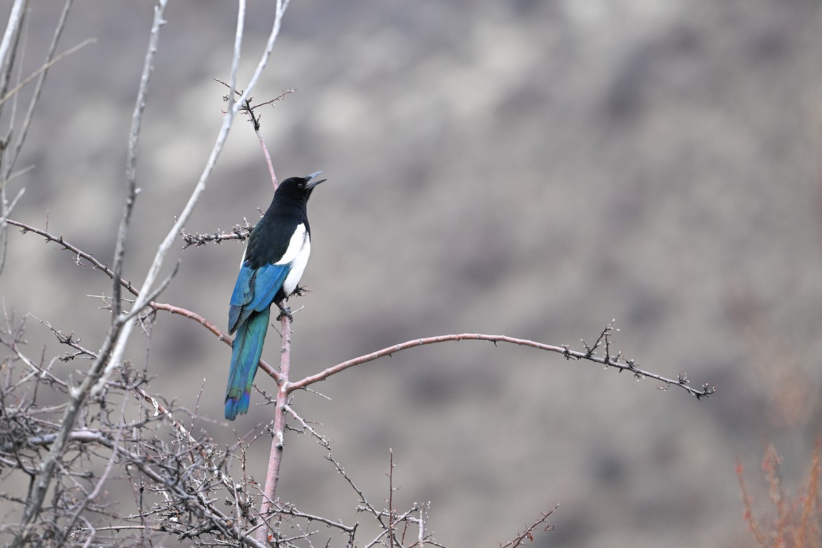 Black-rumped Magpie - ML634913919