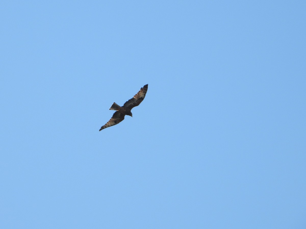 Square-tailed Kite - ML634913921