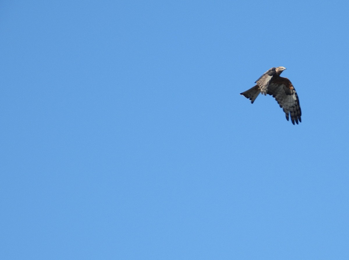 Square-tailed Kite - ML634913922