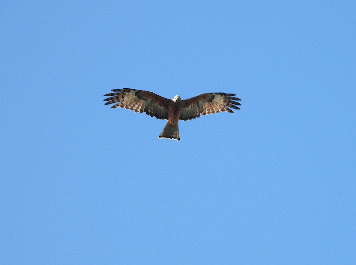 Square-tailed Kite - ML634913923