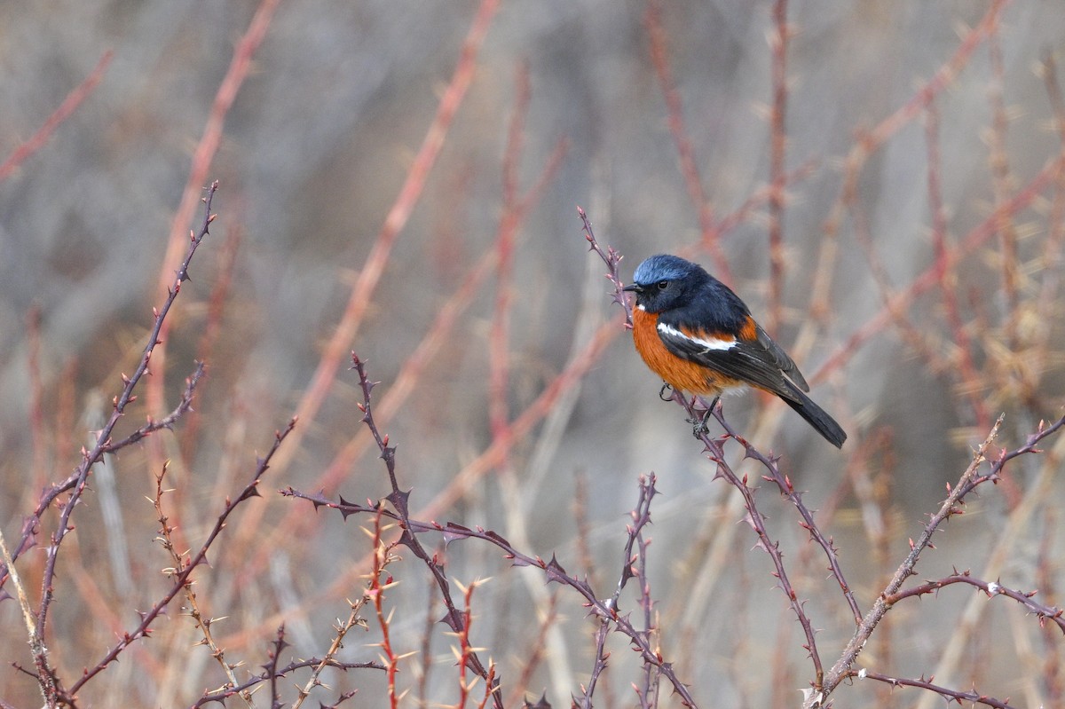 White-throated Redstart - ML634913967