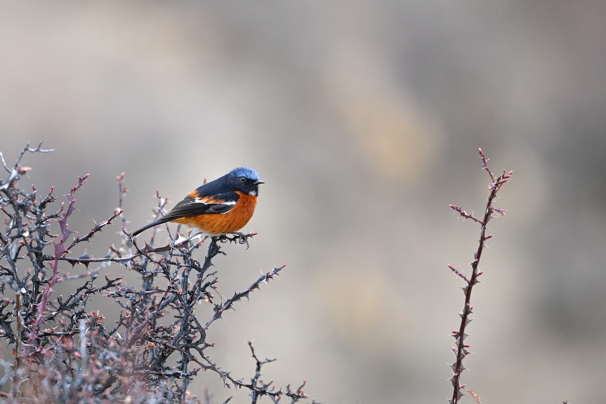 White-throated Redstart - ML634913969