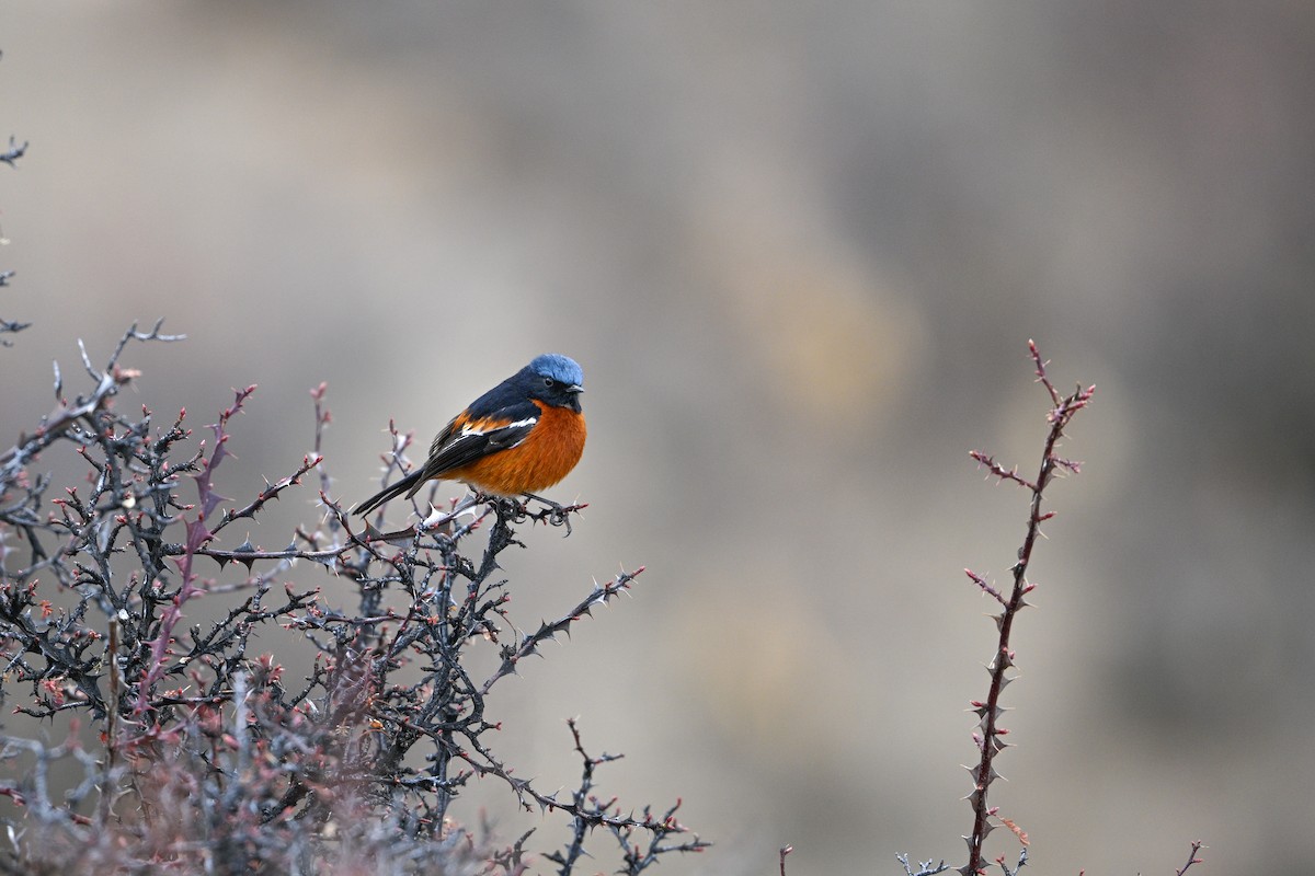 White-throated Redstart - ML634913970