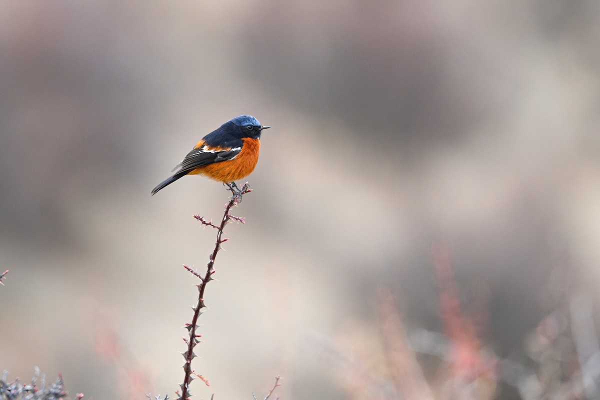 White-throated Redstart - ML634913971