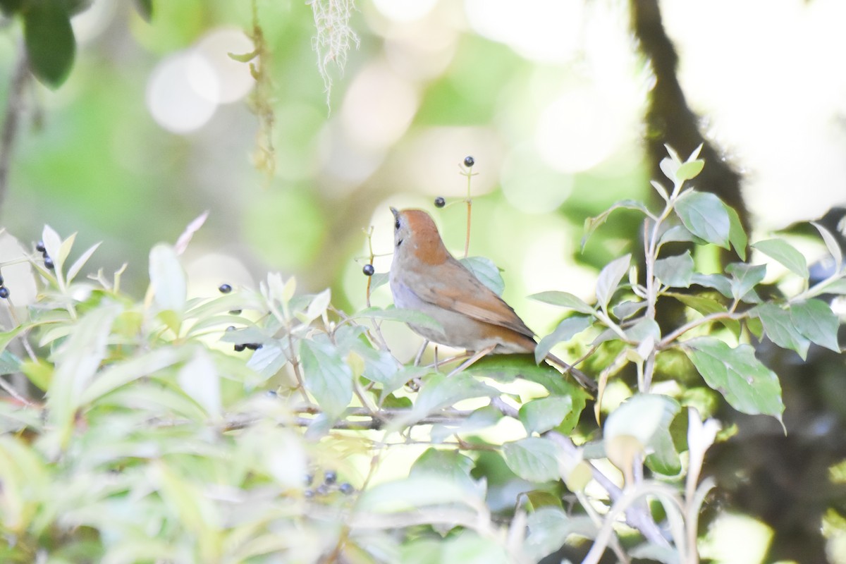 Black-billed Nightingale-Thrush - ML634913985