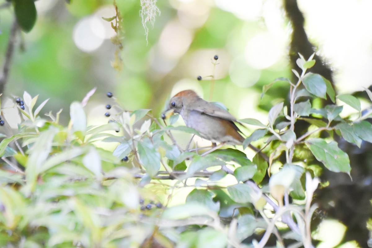 Black-billed Nightingale-Thrush - ML634913986