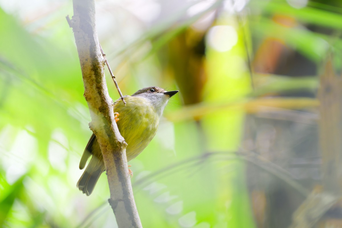 Pale-yellow Robin - ML634914193