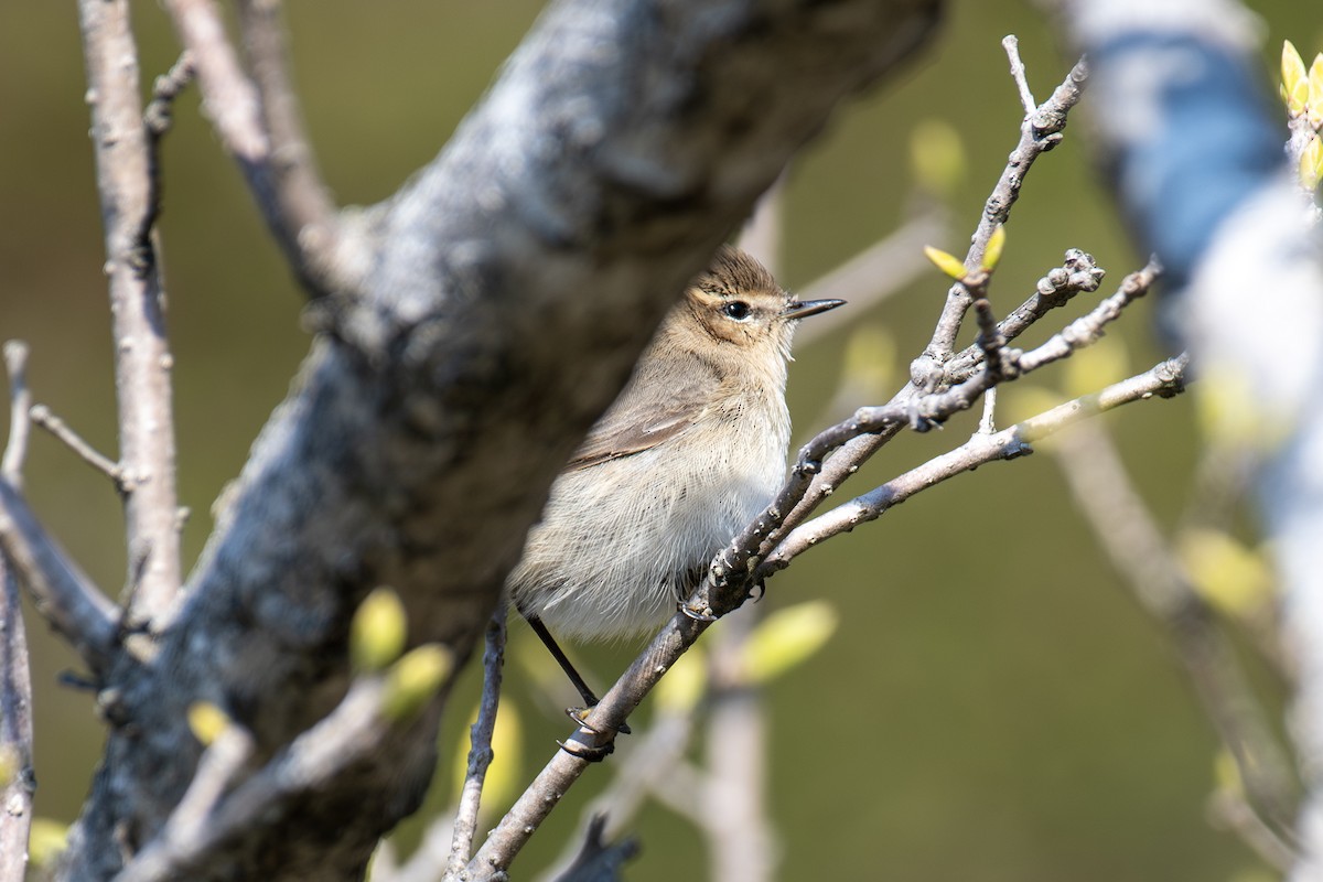 Common Chiffchaff - ML634914231