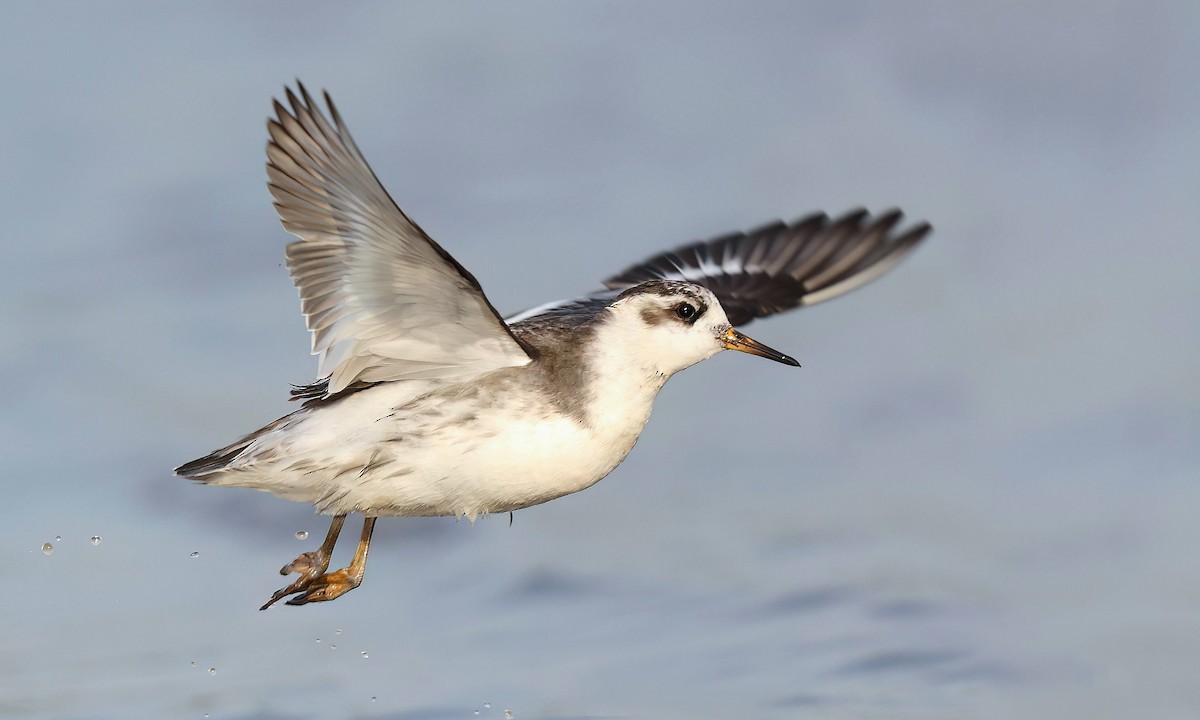 polarsvømmesnipe - ML634914249