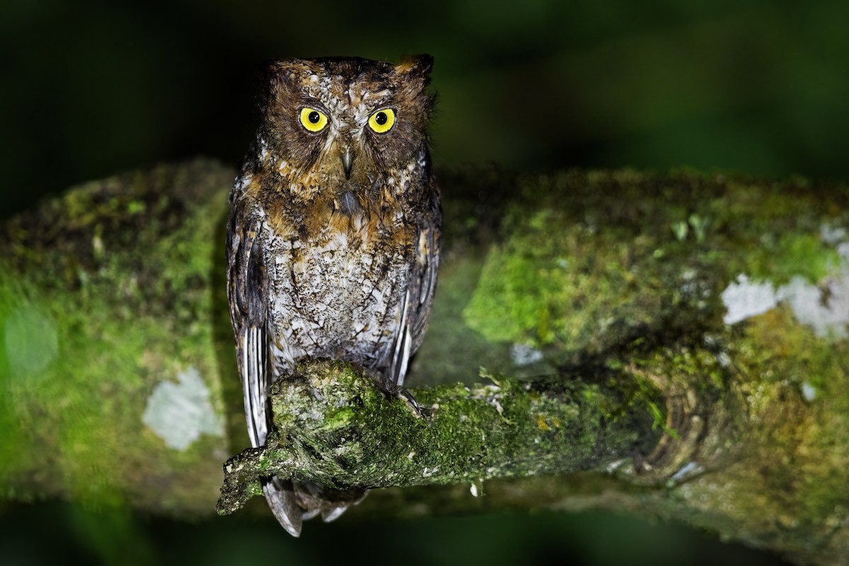 Luzon Scops-Owl - ML634914324