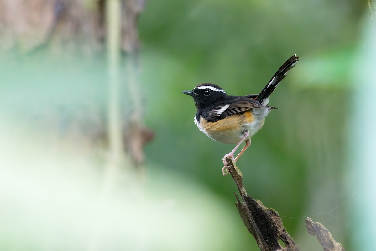 White-browed Shama - ML634914355