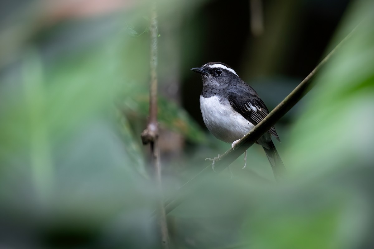 White-browed Shama - ML634914361