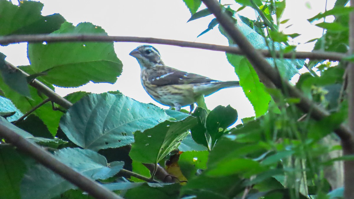 Rose-breasted Grosbeak - ML634914365