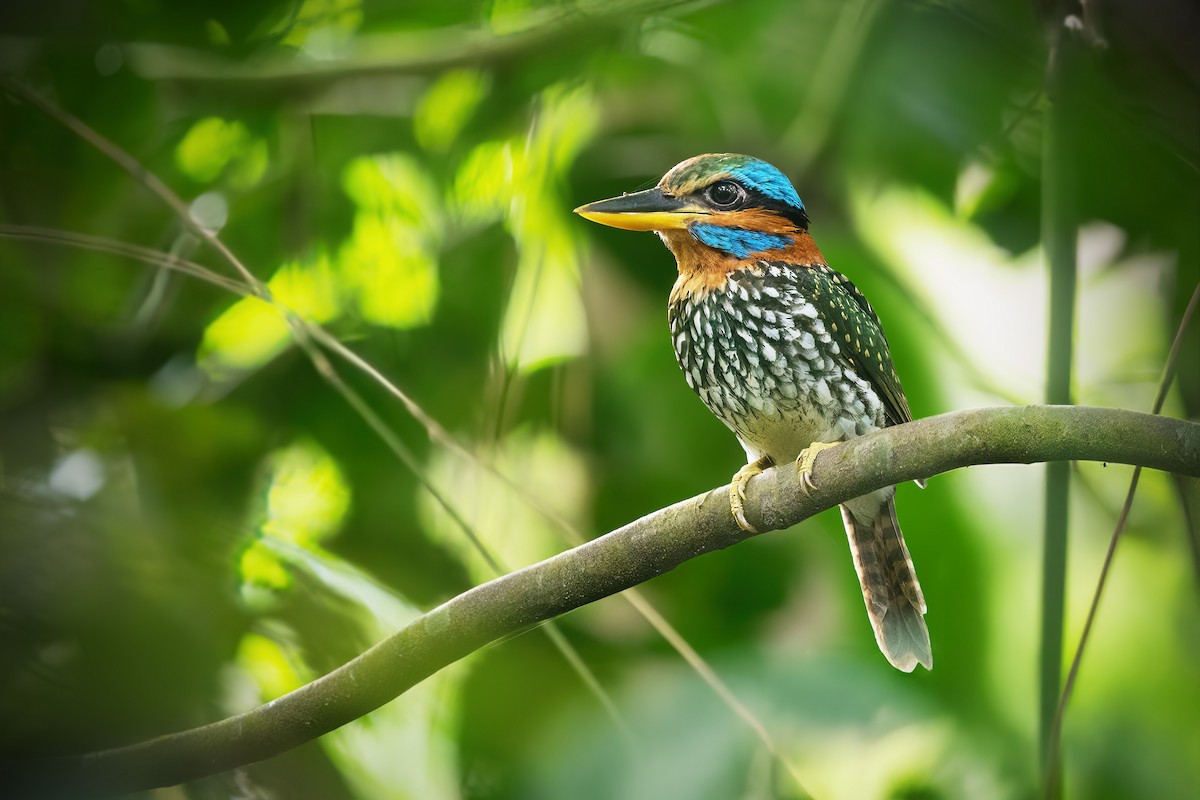 Spotted Kingfisher - ML634914388