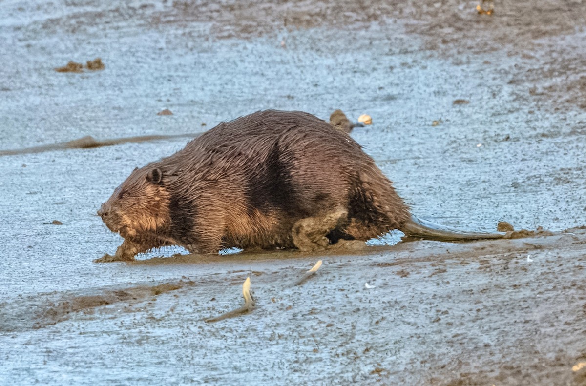 American Beaver - ML634914389