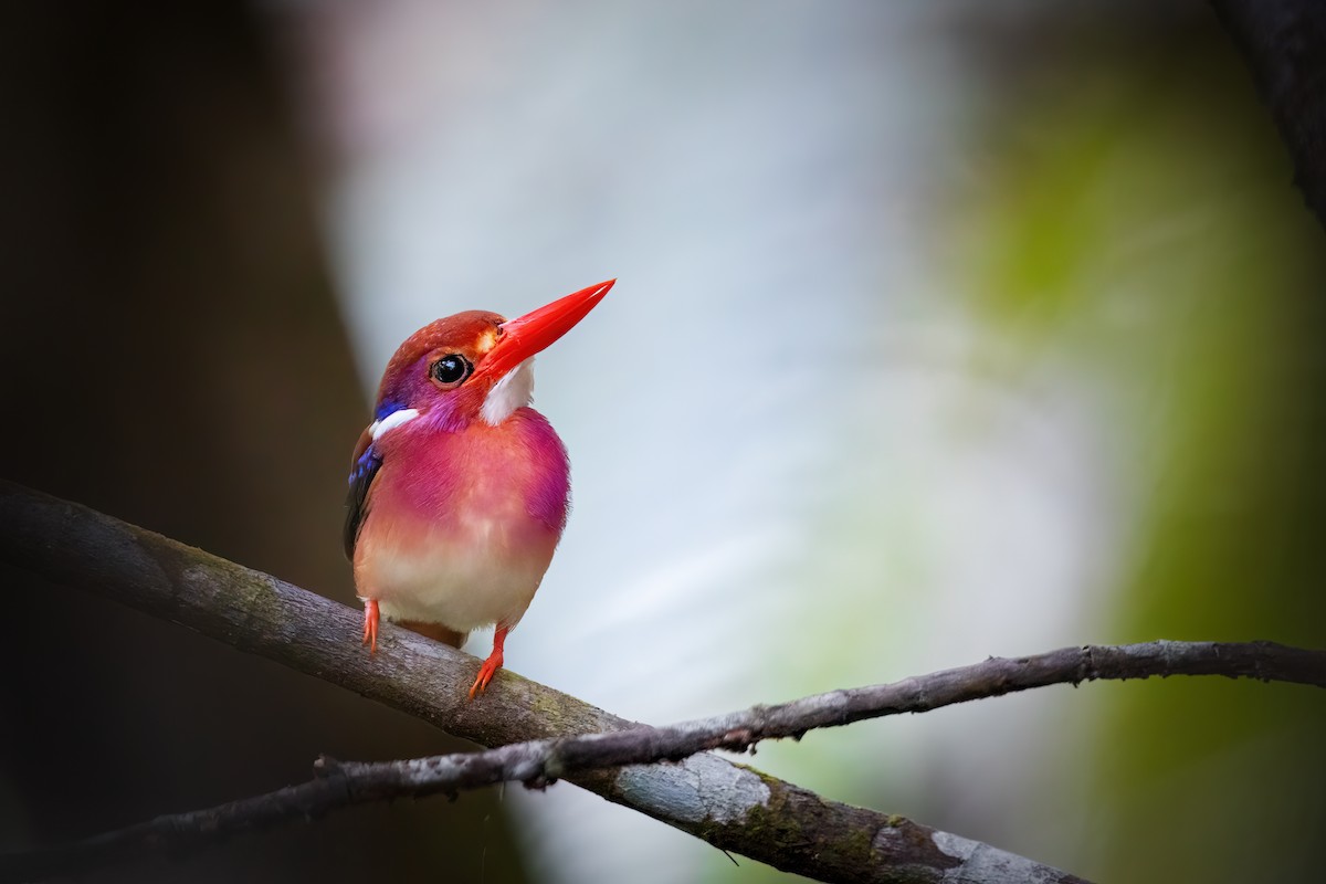 Philippine Dwarf-Kingfisher (Luzon) - ML634914430