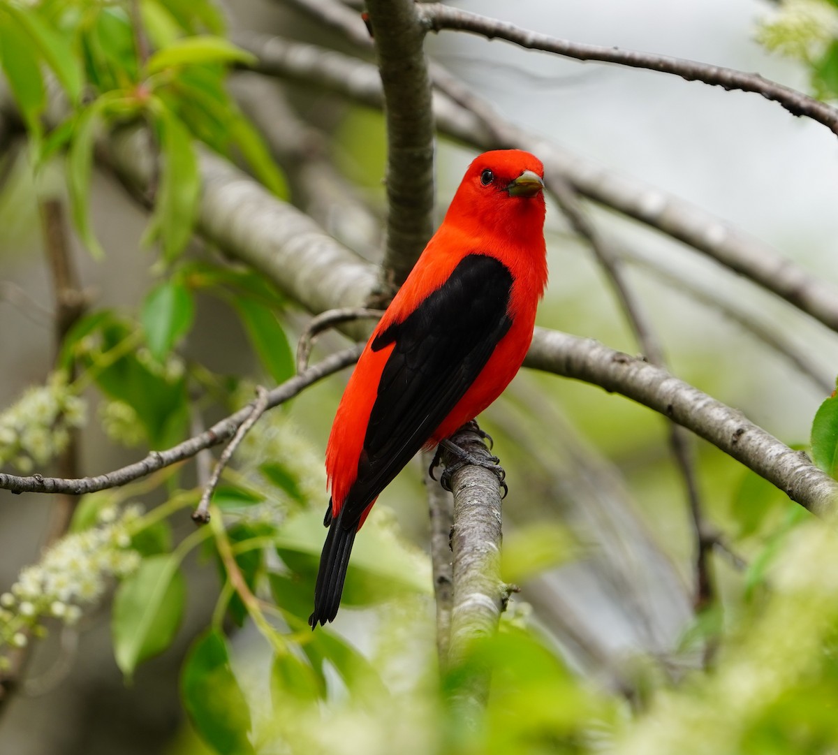 Scarlet Tanager - ML634914451
