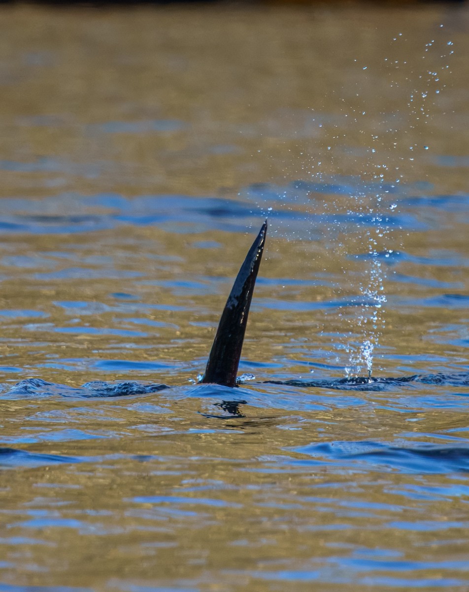 North American River Otter - ML634914488
