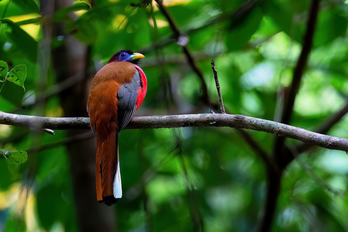 Philippine Trogon - ML634914506