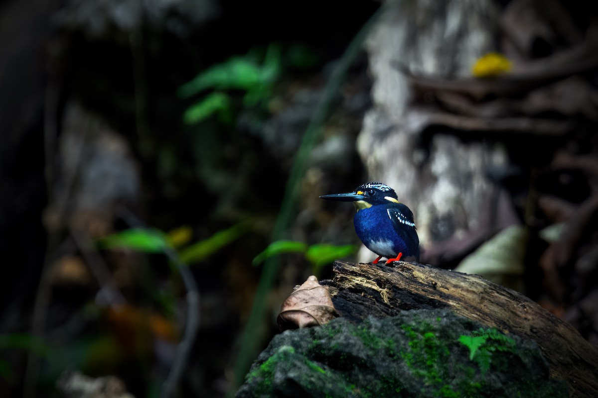 Northern Silvery-Kingfisher - ML634914533