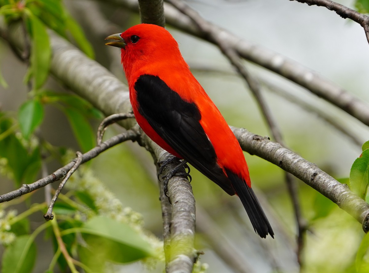 Scarlet Tanager - ML634914543