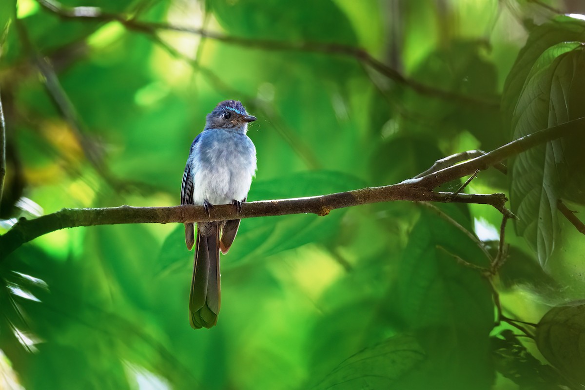 Visayan Blue-Fantail - ML634914552