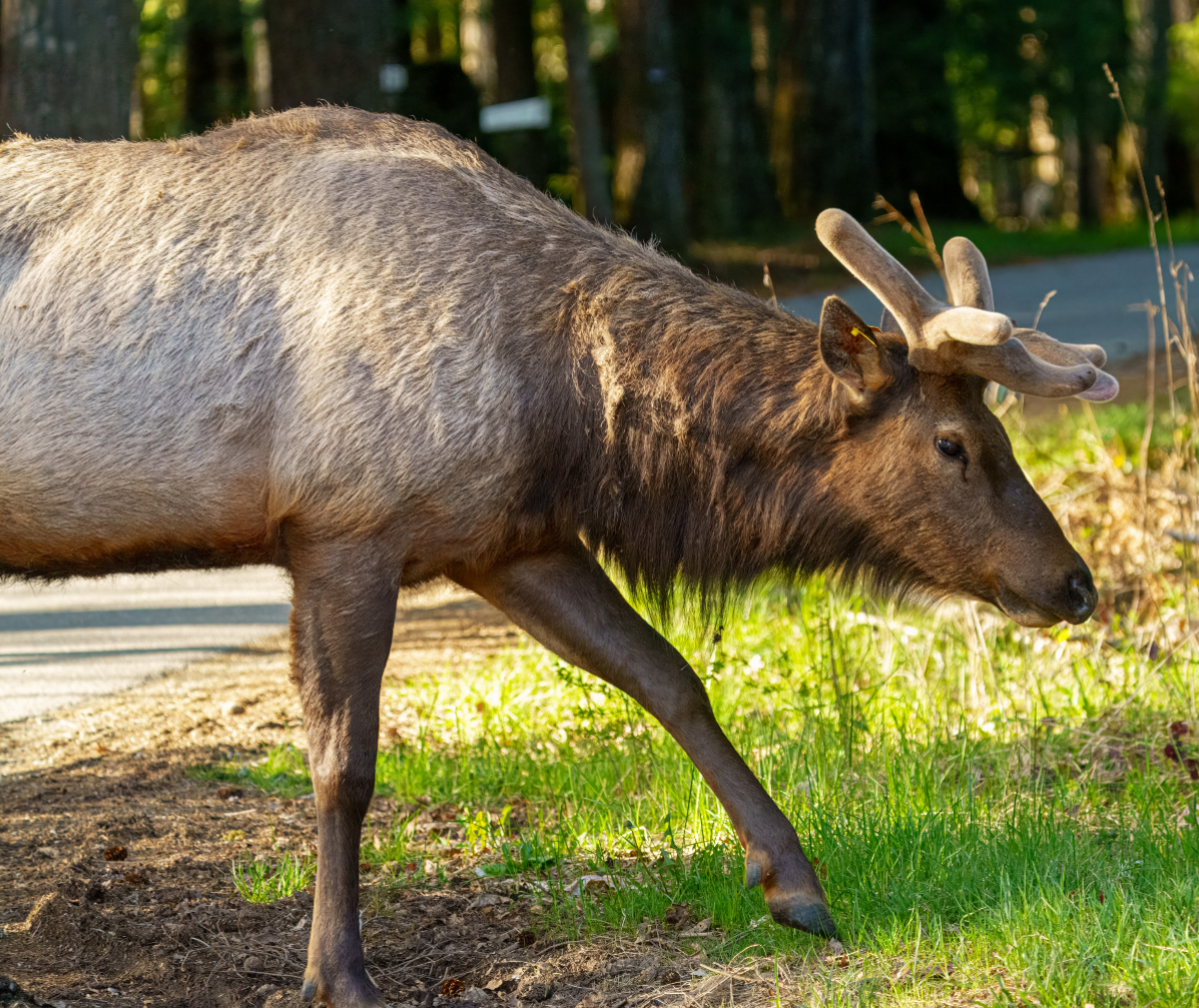 American Elk - ML634914563
