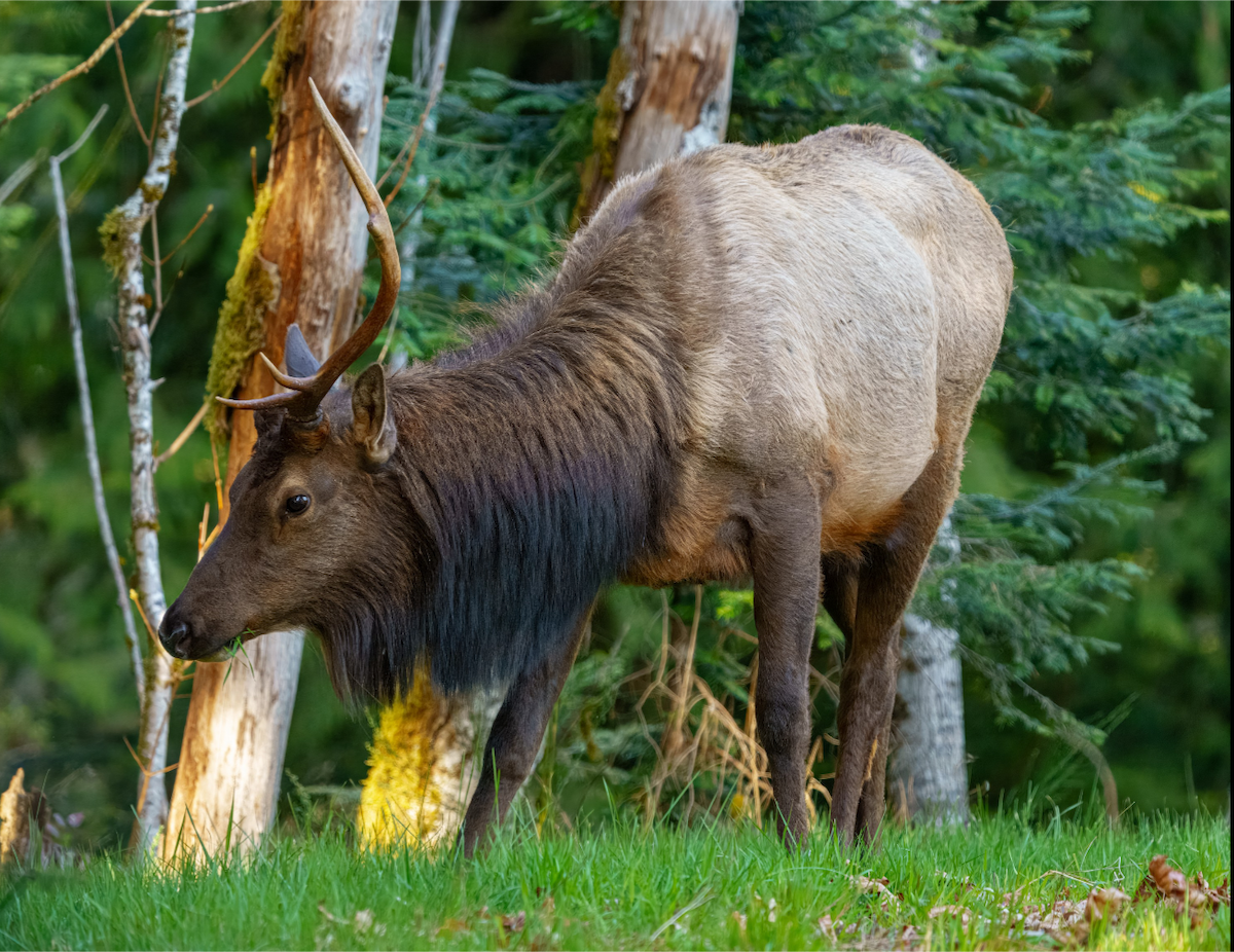 American Elk - ML634914565