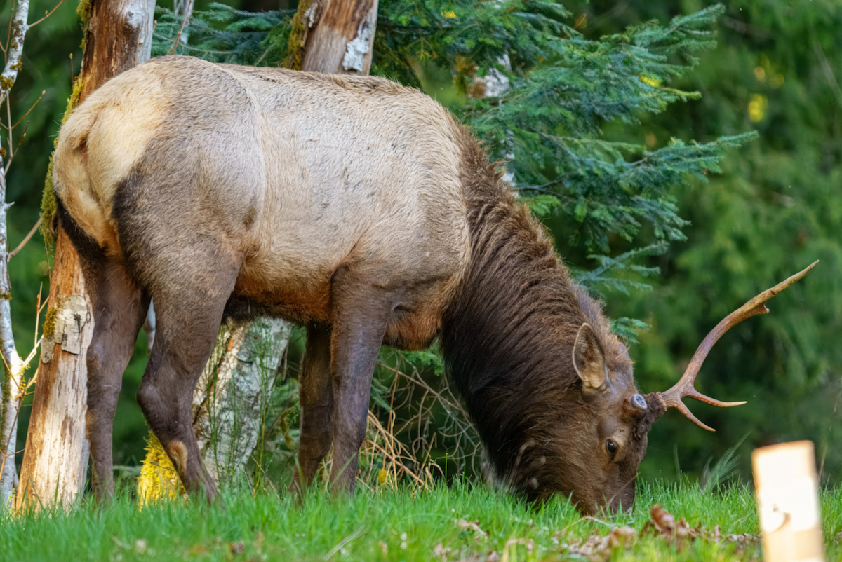 American Elk - ML634914566