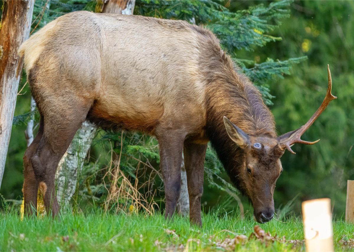 American Elk - ML634914567