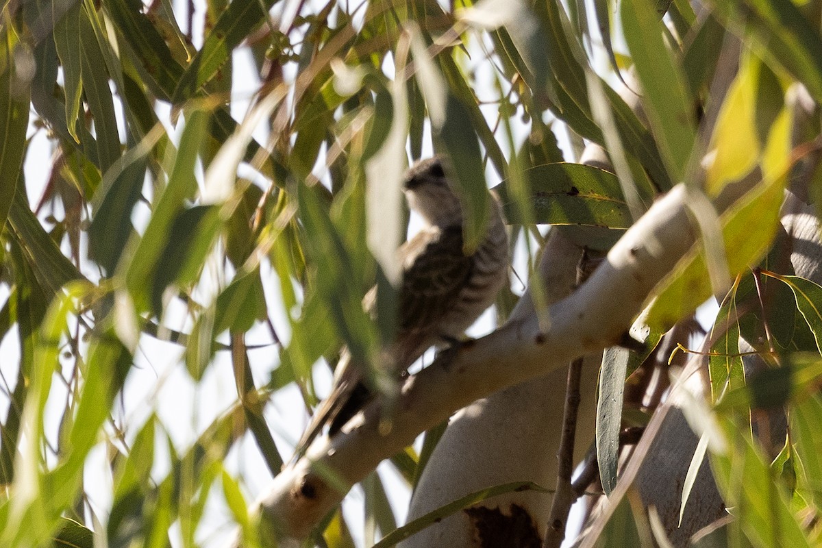 Horsfield's Bronze-Cuckoo - ML634914626