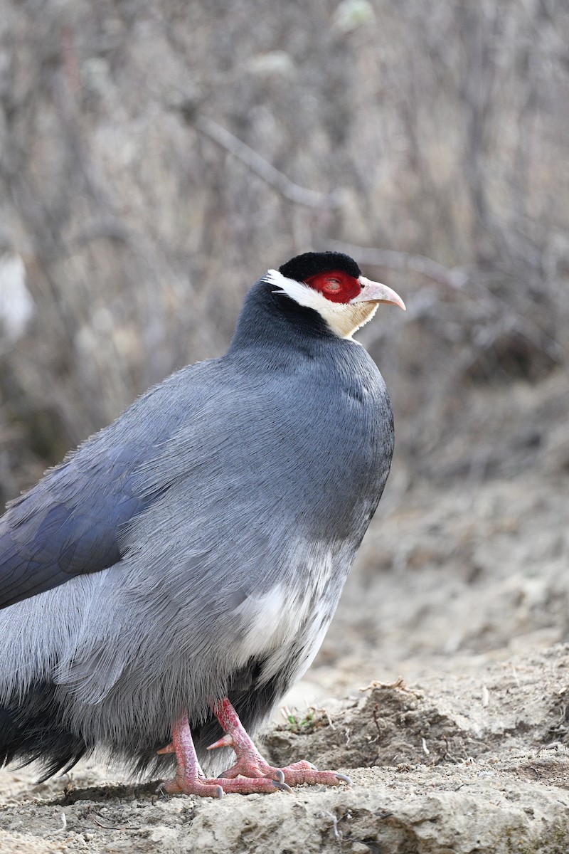 Tibetan Eared-Pheasant - ML634914666