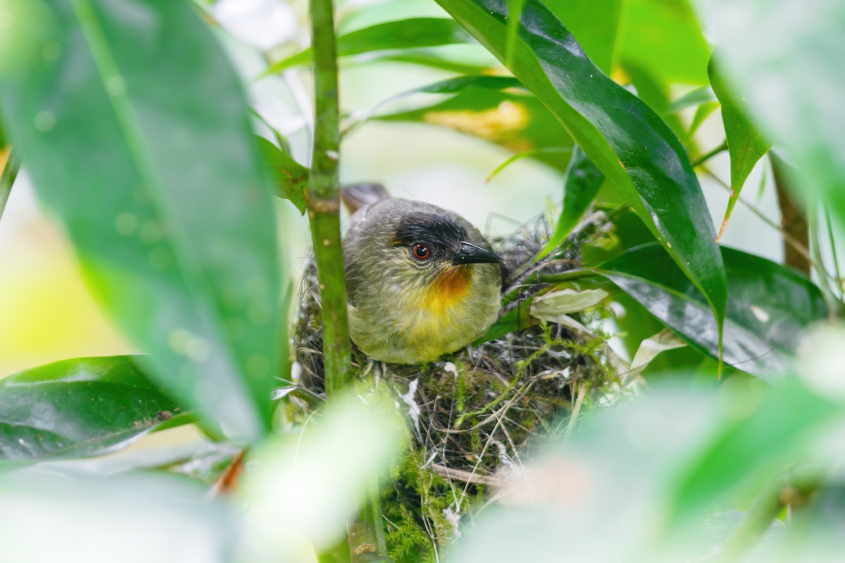 Calabarzon Babbler - ML634914740