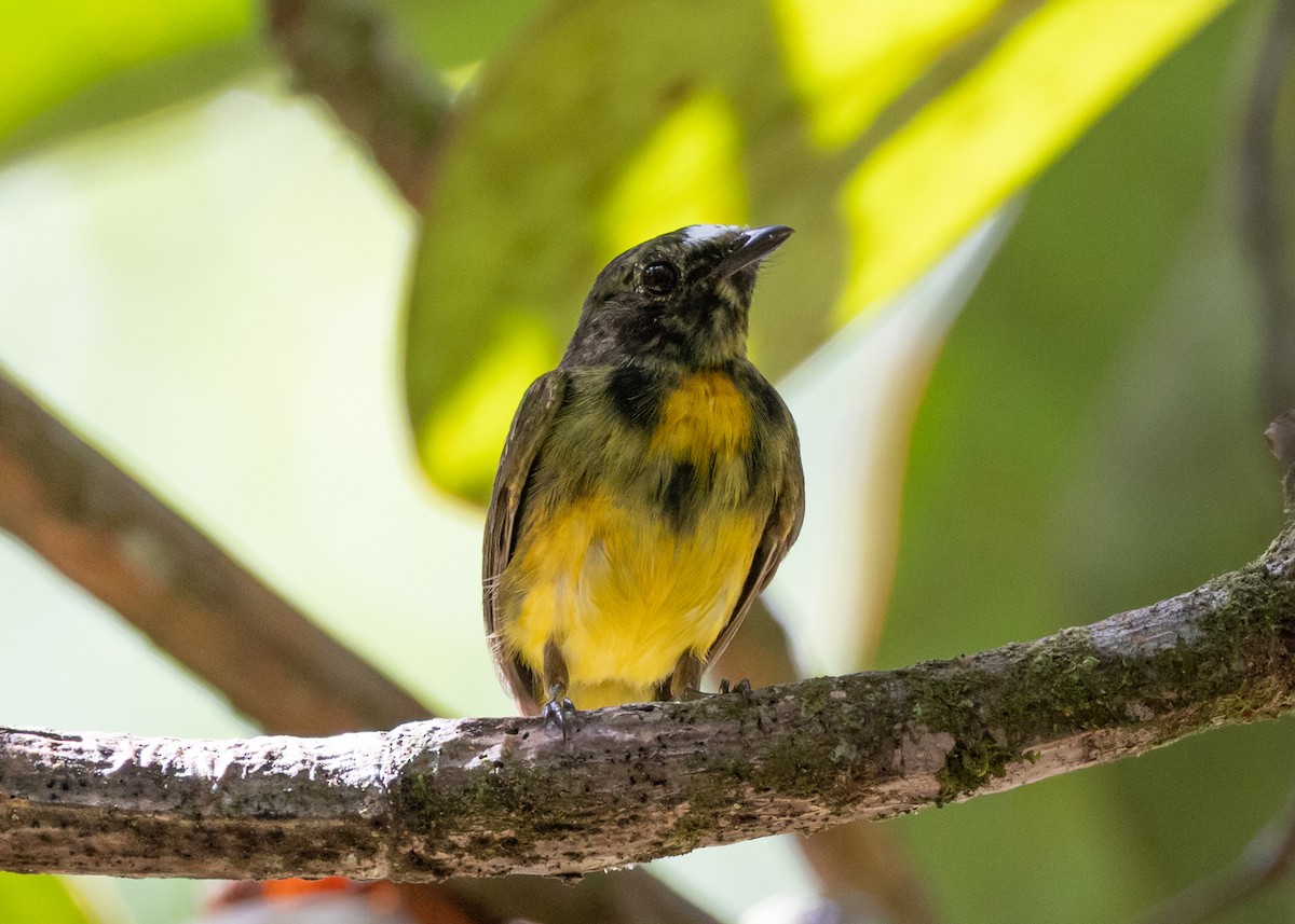 White-fronted Manakin - ML634914814