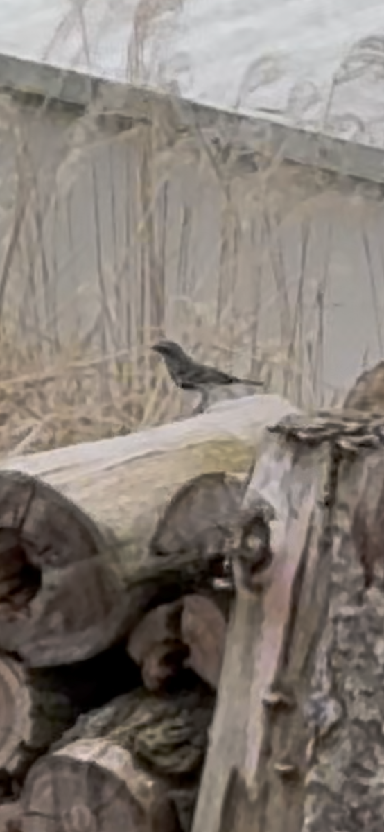 Yellow-rumped Warbler - ML634914816