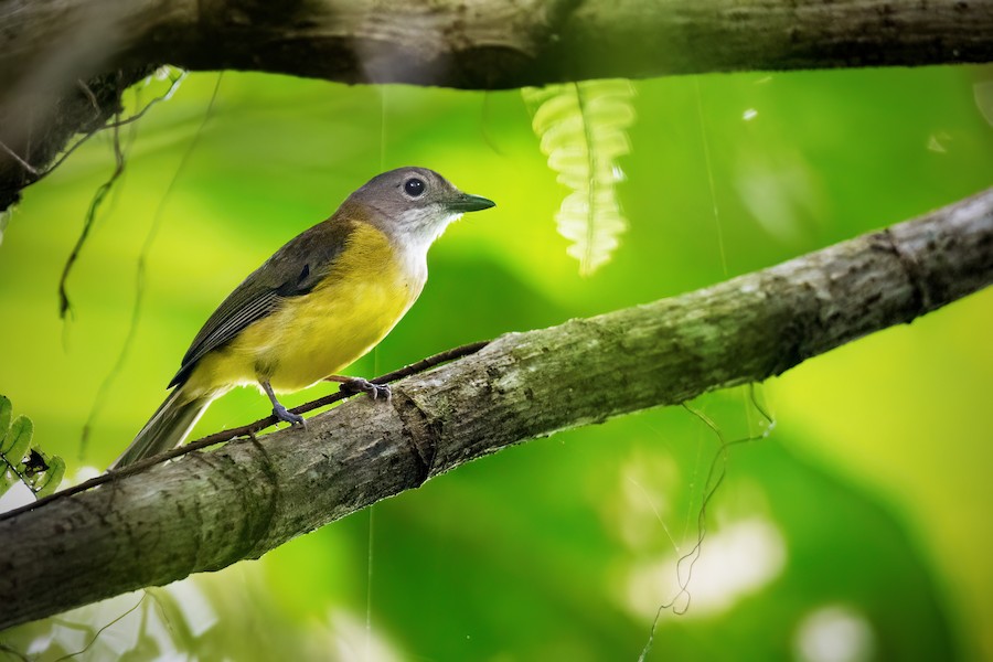 Silbador Filipino (grupo philippinensis) - eBird