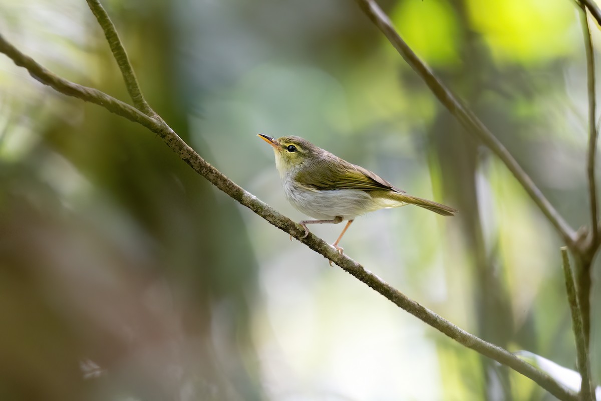 Lemon-throated Leaf Warbler - ML634914856