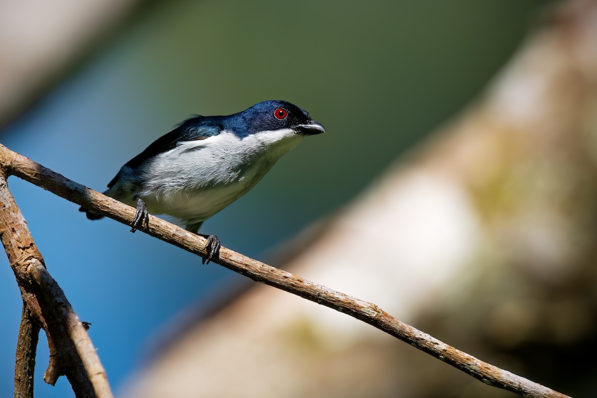 Bicolored Flowerpecker - ML634914876