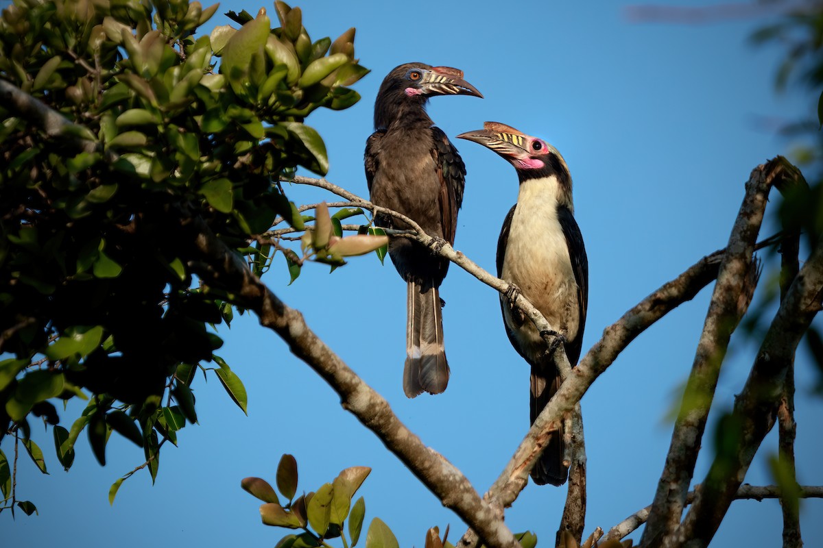 Luzon Hornbill - ML634914899