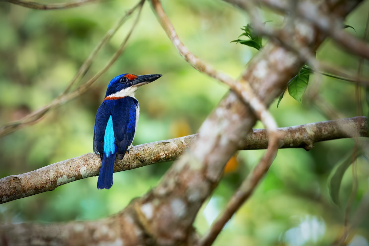 Rufous-lored Kingfisher - ML634914911