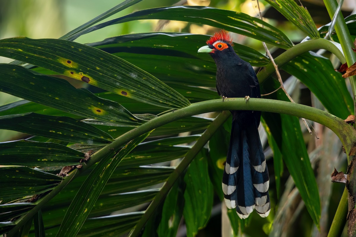 Red-crested Malkoha - ML634914937